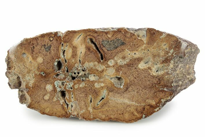 Polished Jurassic Plesiosaur (Colymbosaurus) Bone - England #320993